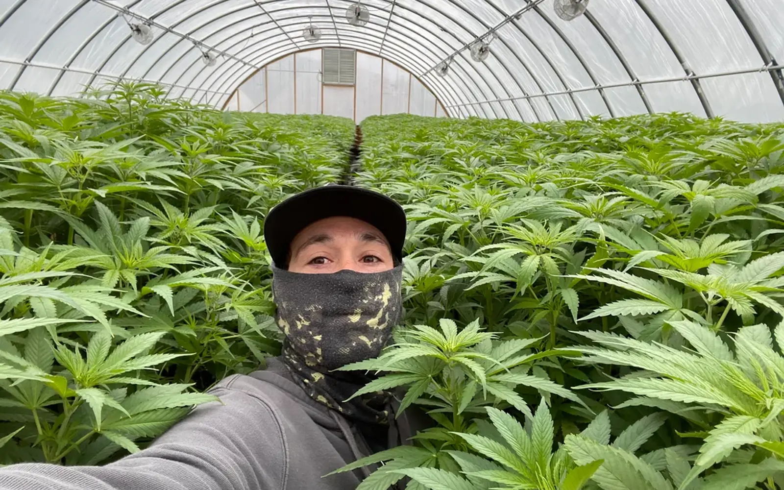 Hemp canopy filling the Paradise Farms greenhouse