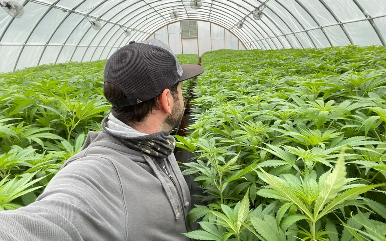 A Paradise Farms grower checking hemp plants in the greenhouse