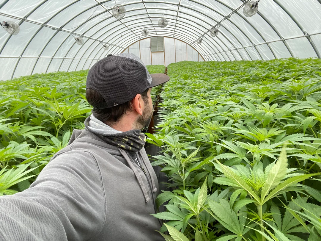 CBD Oil vs Hemp Seed Oil: They Are Not the Same Thing