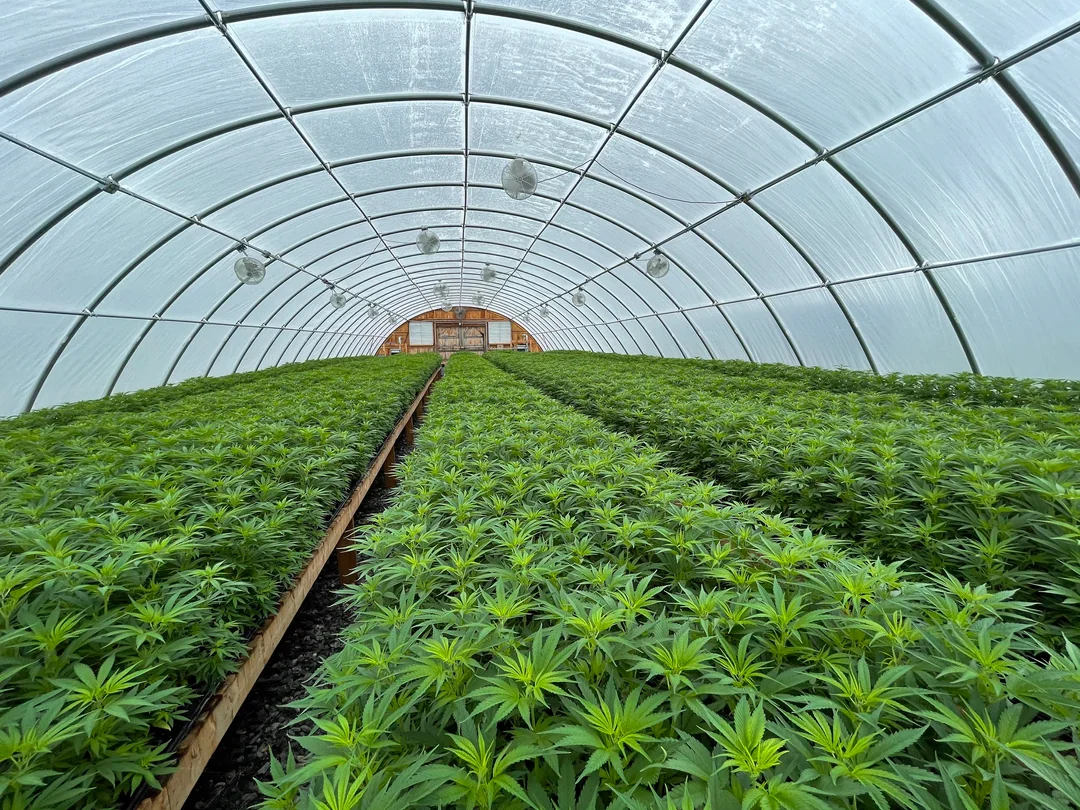 How to Read a COA (Certificate of Analysis) for CBD