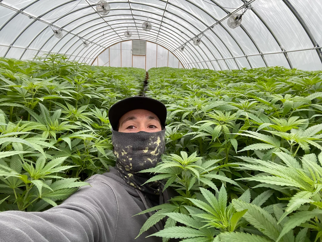 CBD and Drug Testing in Australia: What You Need to Know