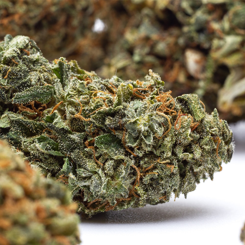 Charlotte's Web CBD Paradise Farms CBD